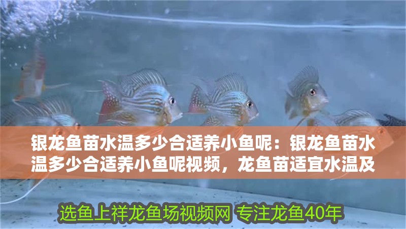 銀龍魚苗水溫多少合適養小魚呢：銀龍魚苗水溫多少合適養小魚呢視頻，龍魚苗適宜水溫及養護技巧視頻