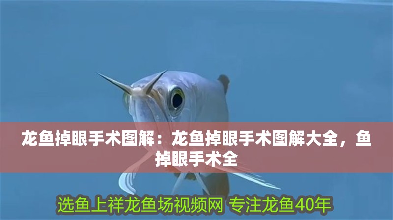 龍魚掉眼手術(shù)圖解：龍魚掉眼手術(shù)圖解大全，魚掉眼手術(shù)全