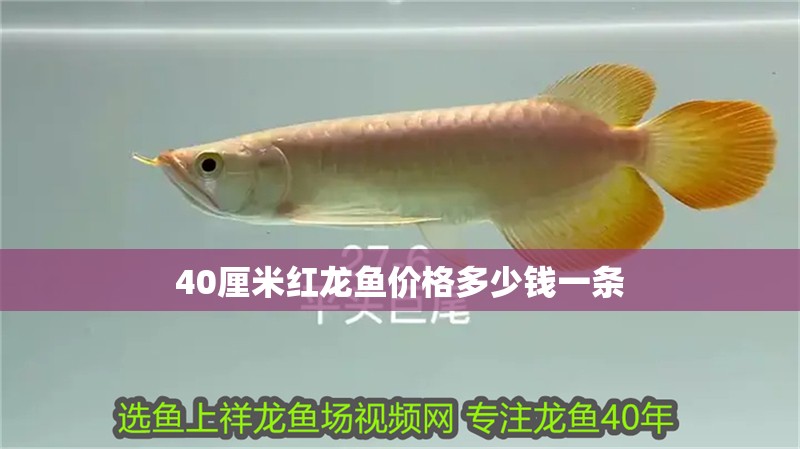 40厘米紅龍魚價格多少錢一條