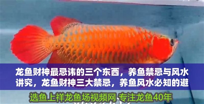龍魚財神最忌諱的三個東西，養魚禁忌與風水講究，龍魚財神三大禁忌，養魚風水必知的避諱要點