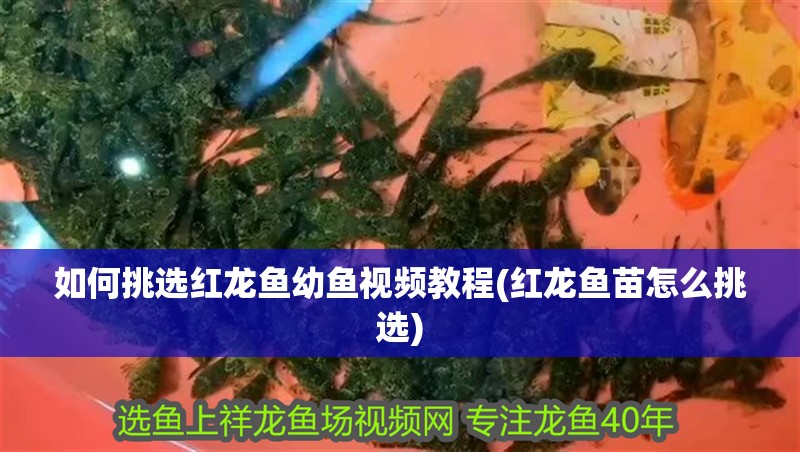 如何挑選紅龍魚幼魚視頻教程(紅龍魚苗怎么挑選) 如何挑選紅龍魚幼魚視頻教程(紅龍魚苗怎么挑選) 銀龍魚百科