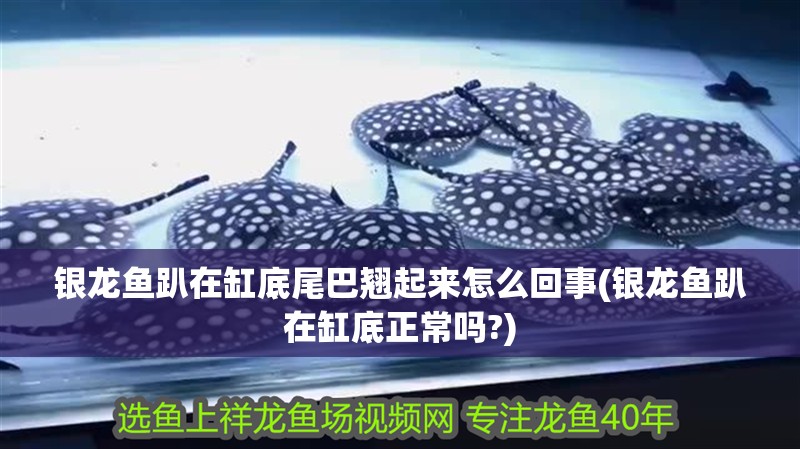 銀龍魚趴在缸底尾巴翹起來怎么回事(銀龍魚趴在缸底正常嗎?)