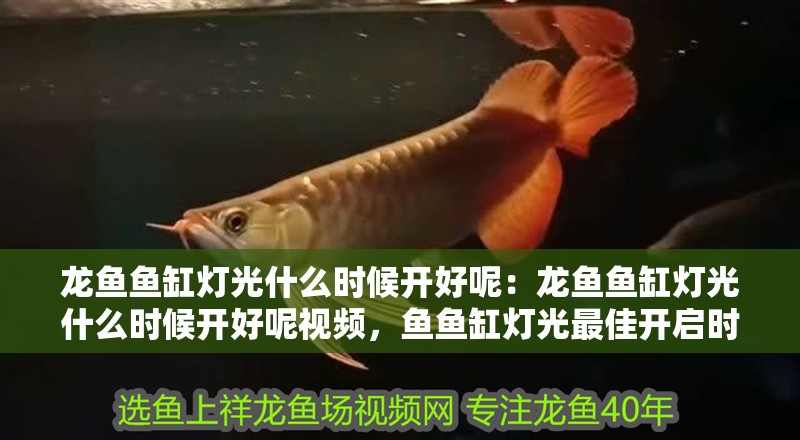 龍魚魚缸燈光什么時(shí)候開好呢：龍魚魚缸燈光什么時(shí)候開好呢視頻，魚魚缸燈光最佳開啟時(shí)間指南（附