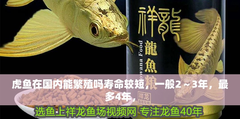 虎魚在國(guó)內(nèi)能繁殖嗎壽命較短，一般2～3年，最多4年，