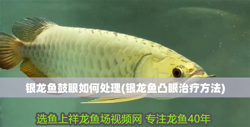 銀龍魚鼓眼如何處理(銀龍魚凸眼治療方法)