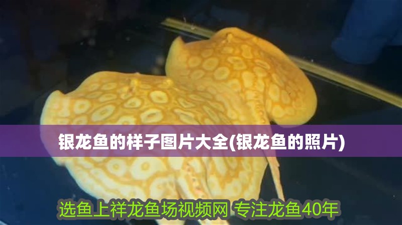 銀龍魚的樣子圖片大全(銀龍魚的照片)