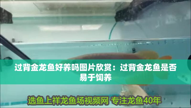 過背金龍魚好養嗎圖片欣賞：過背金龍魚是否易于飼養