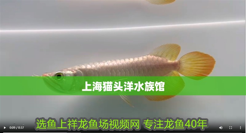 上海貓頭洋水族館