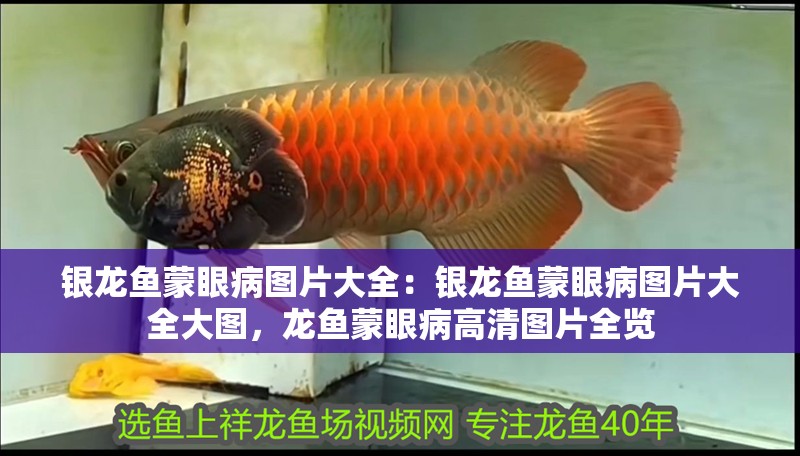 銀龍魚蒙眼病圖片大全：銀龍魚蒙眼病圖片大全大圖，龍魚蒙眼病高清圖片全覽