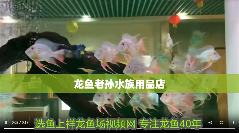 龍魚老孫水族用品店