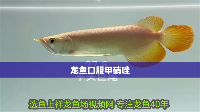 龍魚口服甲硝唑
