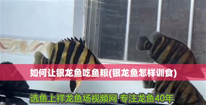如何讓銀龍魚吃魚糧(銀龍魚怎樣訓(xùn)食)