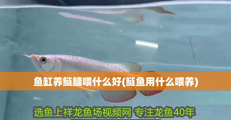 魚缸養鰱鳙喂什么好(鰱魚用什么喂養)