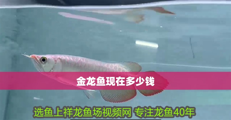 金龍魚現在多少錢