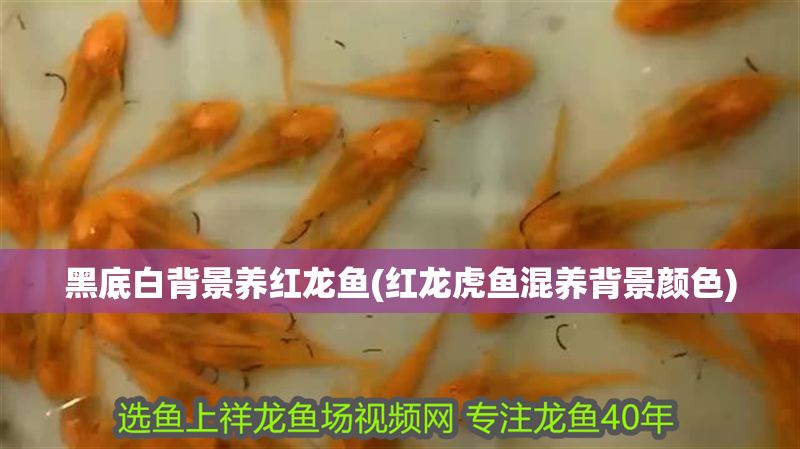 黑底白背景養(yǎng)紅龍魚(yú)(紅龍虎魚(yú)混養(yǎng)背景顏色)