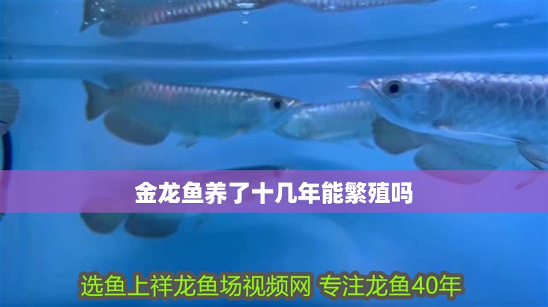金龍魚養(yǎng)了十幾年能繁殖嗎