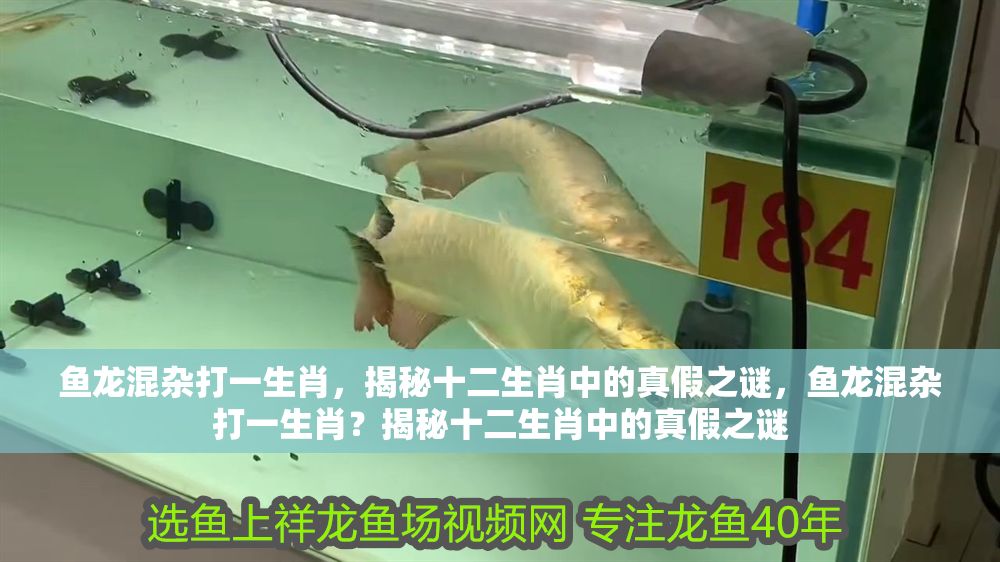 魚龍混雜打一生肖，揭秘十二生肖中的真假之謎，魚龍混雜打一生肖？揭秘十二生肖中的真假之謎