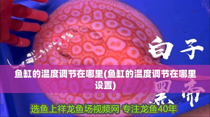 魚缸的溫度調節在哪里(魚缸的溫度調節在哪里設置)