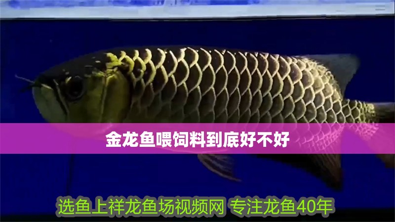 金龍魚喂飼料到底好不好