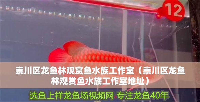 崇川區(qū)龍魚林觀賞魚水族工作室（崇川區(qū)龍魚林觀賞魚水族工作室地址）