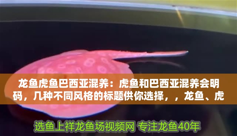 龍魚虎魚巴西亞混養：虎魚和巴西亞混養會明碼，幾種不同風格的標題供你選擇，，龍魚、虎魚與巴西亞混養，探尋虎魚和巴西亞混養之奧秘，聚焦！龍魚相伴下虎魚和巴西亞混養情況揭秘，龍魚領銜，看虎魚與巴西亞混養究竟會如何？