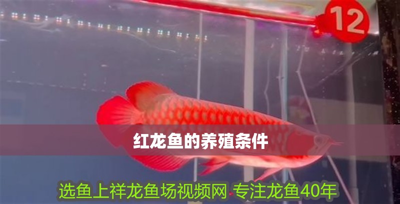 紅龍魚的養殖條件