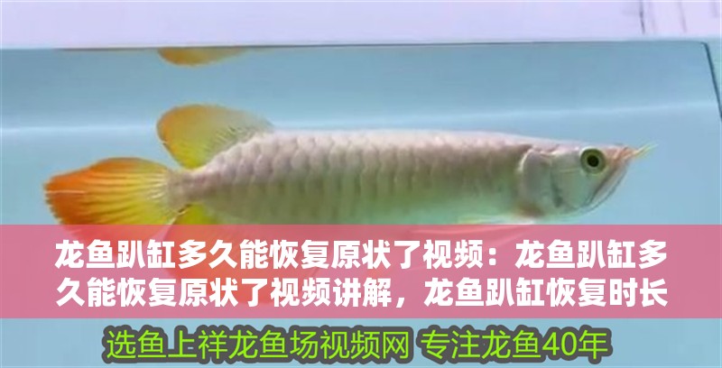 龍魚趴缸多久能恢復(fù)原狀了視頻：龍魚趴缸多久能恢復(fù)原狀了視頻講解，龍魚趴缸恢復(fù)時(shí)長全解析，視頻詳解助你掌握