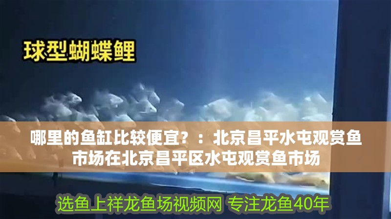 哪里的魚缸比較便宜？：北京昌平水屯觀賞魚市場在北京昌平區(qū)水屯觀賞魚市場