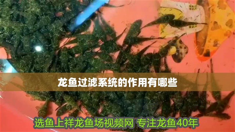 龍魚過濾系統的作用有哪些