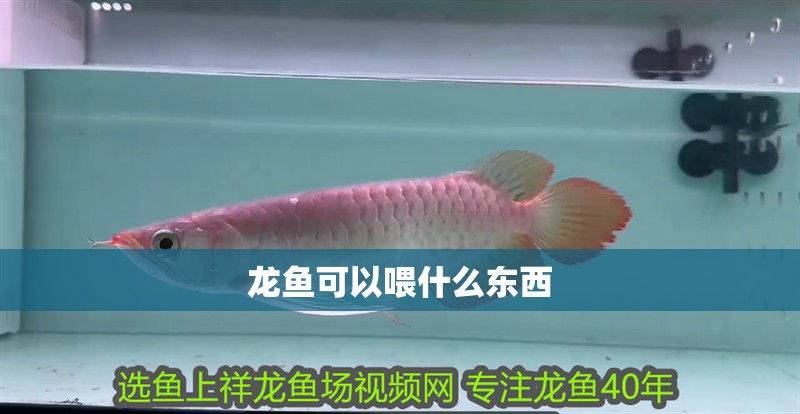 龍魚可以喂什么東西