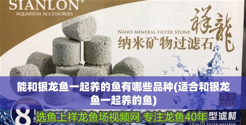 能和銀龍魚一起養(yǎng)的魚有哪些品種(適合和銀龍魚一起養(yǎng)的魚)
