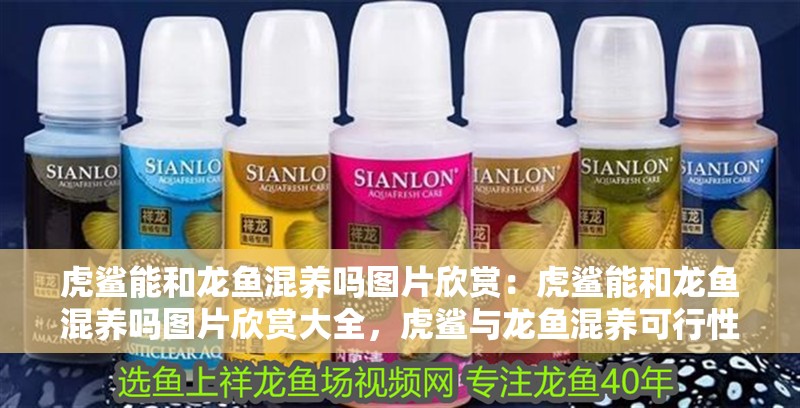 虎鯊能和龍魚混養(yǎng)嗎圖片欣賞：虎鯊能和龍魚混養(yǎng)嗎圖片欣賞大全，虎鯊與龍魚混養(yǎng)可行性及