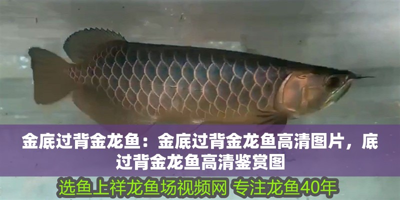 金底過背金龍魚：金底過背金龍魚高清圖片，底過背金龍魚高清鑒賞圖