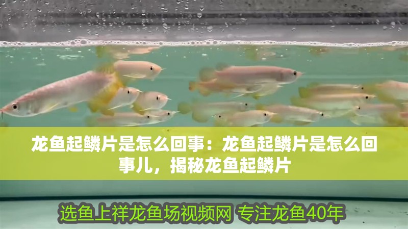 龍魚起鱗片是怎么回事：龍魚起鱗片是怎么回事兒，揭秘龍魚起鱗片