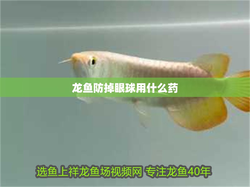 龍魚防掉眼球用什么藥
