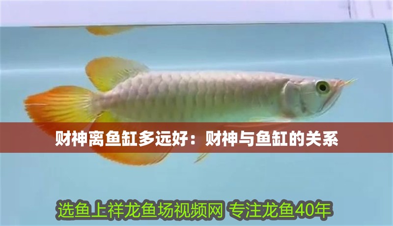 財神離魚缸多遠好：財神與魚缸的關系