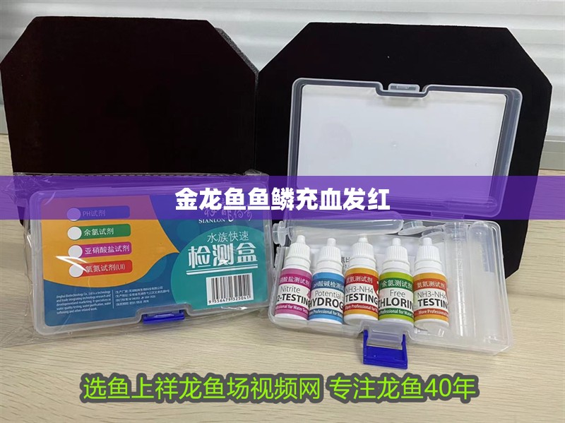 金龍魚魚鱗充血發紅