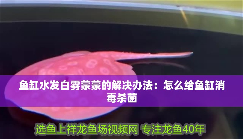 魚缸水發(fā)白霧蒙蒙的解決辦法：怎么給魚缸消毒殺菌