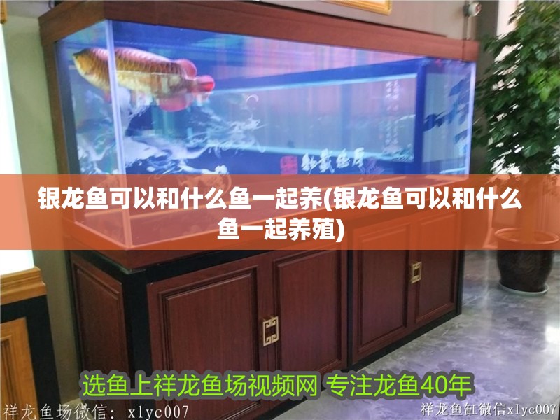 銀龍魚可以和什么魚一起養(銀龍魚可以和什么魚一起養殖)