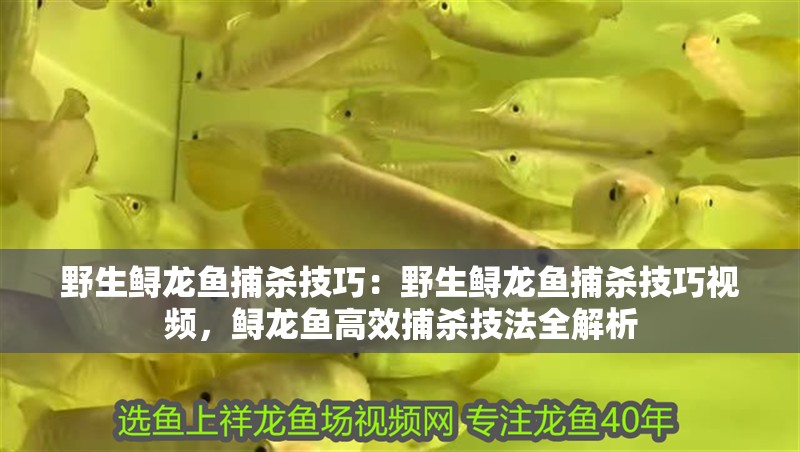 野生鱘龍魚捕殺技巧：野生鱘龍魚捕殺技巧視頻，鱘龍魚高效捕殺技法全解析