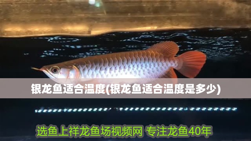 銀龍魚適合溫度(銀龍魚適合溫度是多少)