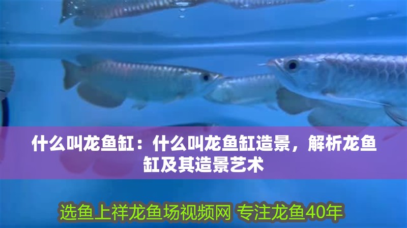 什么叫龍魚缸：什么叫龍魚缸造景，解析龍魚缸及其造景藝術
