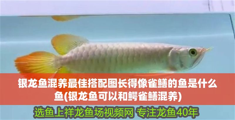 銀龍魚混養最佳搭配圖長得像雀鱔的魚是什么魚(銀龍魚可以和鱷雀鱔混養)