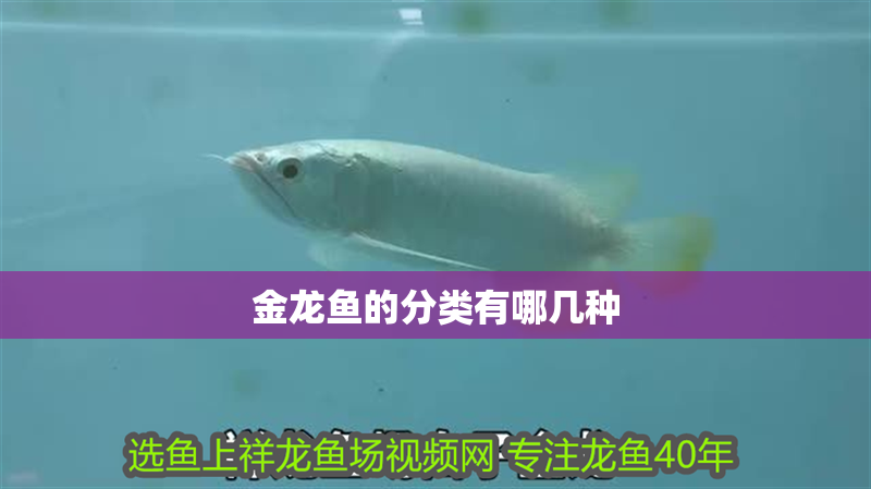 金龍魚的分類有哪幾種