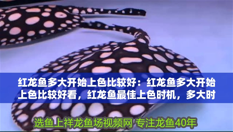 紅龍魚多大開(kāi)始上色比較好：紅龍魚多大開(kāi)始上色比較好看，紅龍魚最佳上色時(shí)機(jī)，多大時(shí)觀賞效果最佳？ 紅龍魚多大開(kāi)始上色比較好：紅龍魚多大開(kāi)始上色比較好看，紅龍魚最佳上色時(shí)機(jī)，多大時(shí)觀賞效果最佳？ 水族問(wèn)答