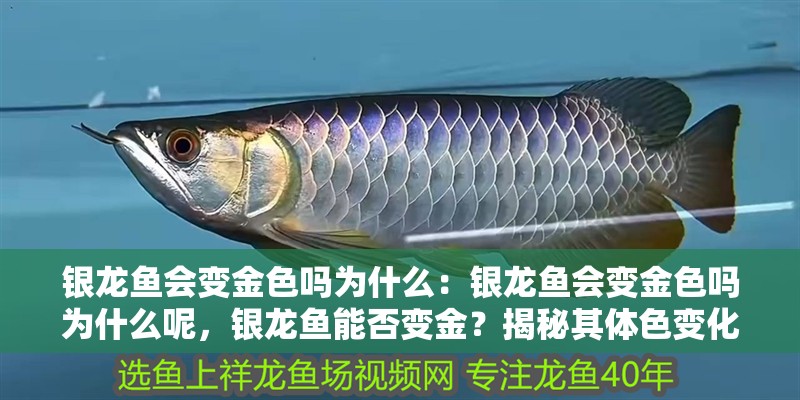 銀龍魚會(huì)變金色嗎為什么：銀龍魚會(huì)變金色嗎為什么呢，銀龍魚能否變金？揭秘其體色變化之謎