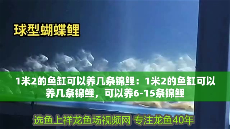 1米2的魚缸可以養(yǎng)幾條錦鯉：1米2的魚缸可以養(yǎng)幾條錦鯉，可以養(yǎng)6-15條錦鯉