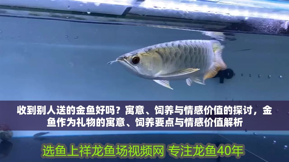 收到別人送的金魚好嗎？寓意、飼養與情感價值的探討，金魚作為禮物的寓意、飼養要點與情感價值解析 收到別人送的金魚好嗎？寓意、飼養與情感價值的探討，金魚作為禮物的寓意、飼養要點與情感價值解析 龍魚百科 第1張