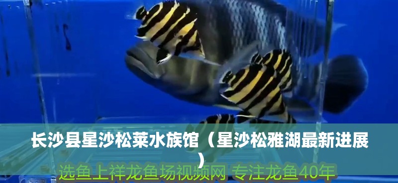 長(zhǎng)沙縣星沙松萊水族館（星沙松雅湖最新進(jìn)展）