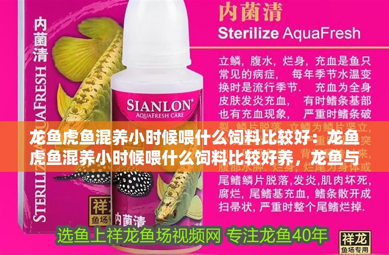 龍魚(yú)虎魚(yú)混養(yǎng)小時(shí)候喂什么飼料比較好：龍魚(yú)虎魚(yú)混養(yǎng)小時(shí)候喂什么飼料比較好養(yǎng)，龍魚(yú)與虎魚(yú)幼時(shí)混養(yǎng)